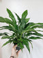 Spathyphyllum 'Domino' Variegated Peace Lily 6"