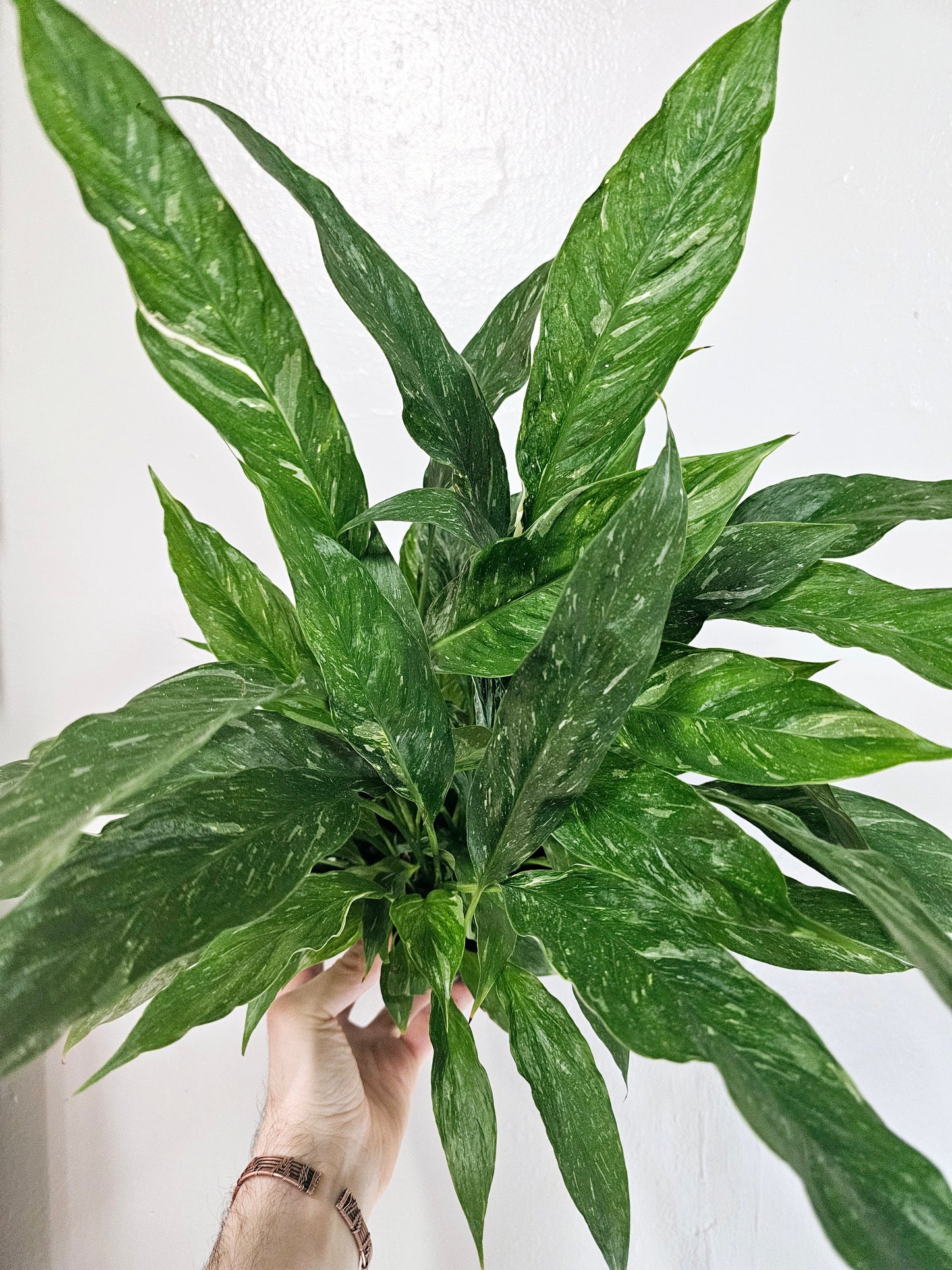 Spathyphyllum 'Domino' Variegated Peace Lily 6"