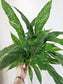 Spathyphyllum 'Domino' Variegated Peace Lily 6"