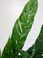 Spathyphyllum 'Domino' Variegated Peace Lily 6"