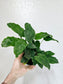 Calathea musaica "Network" 4"