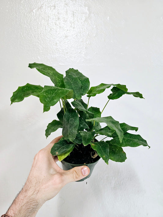 Calathea musaica "Network" 4"