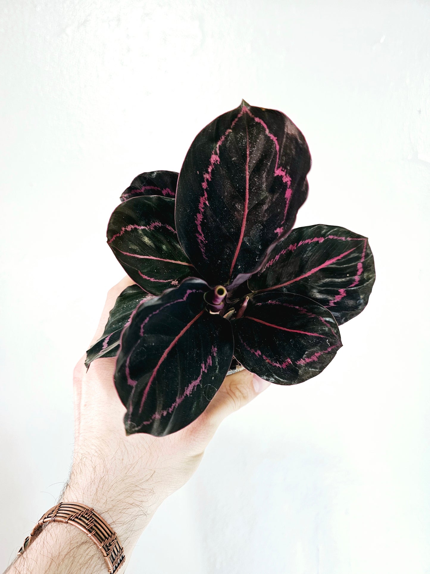 Calathea Roseopicta Dottie 4"