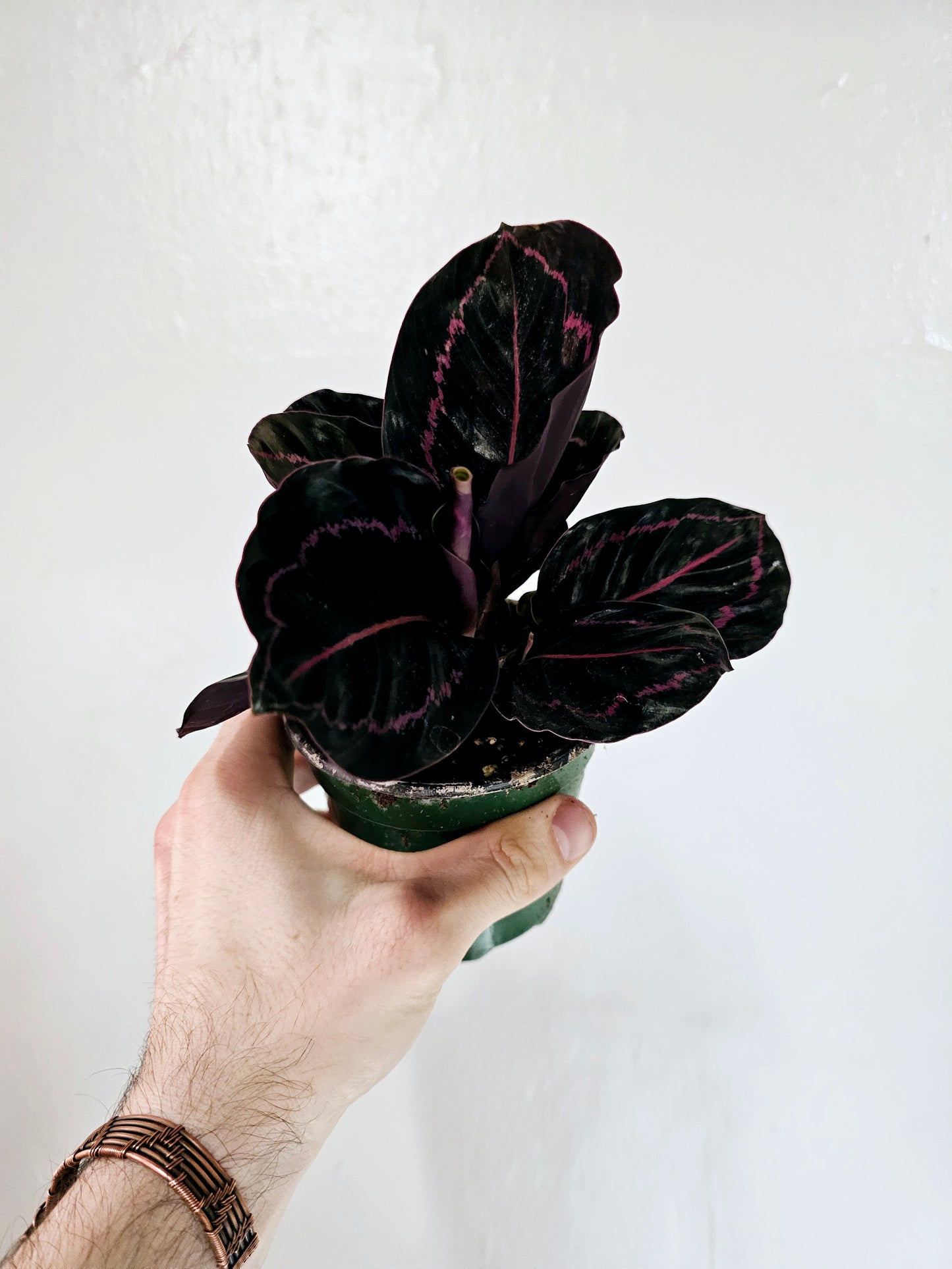 Calathea Roseopicta Dottie 4"