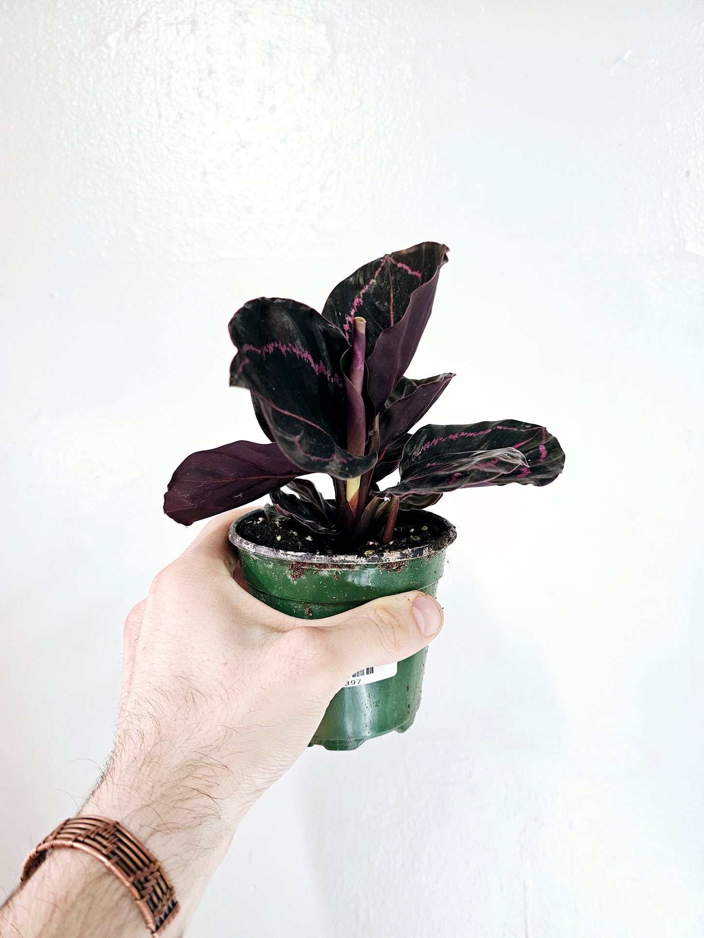 Calathea Roseopicta Dottie 4"