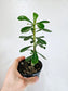 Adenium obesum "Desert Rose" 4"