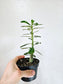 Adenium obesum "Desert Rose" 4"