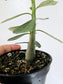 Adenium obesum "Desert Rose" 4"