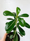 Adenium obesum "Desert Rose" 4"