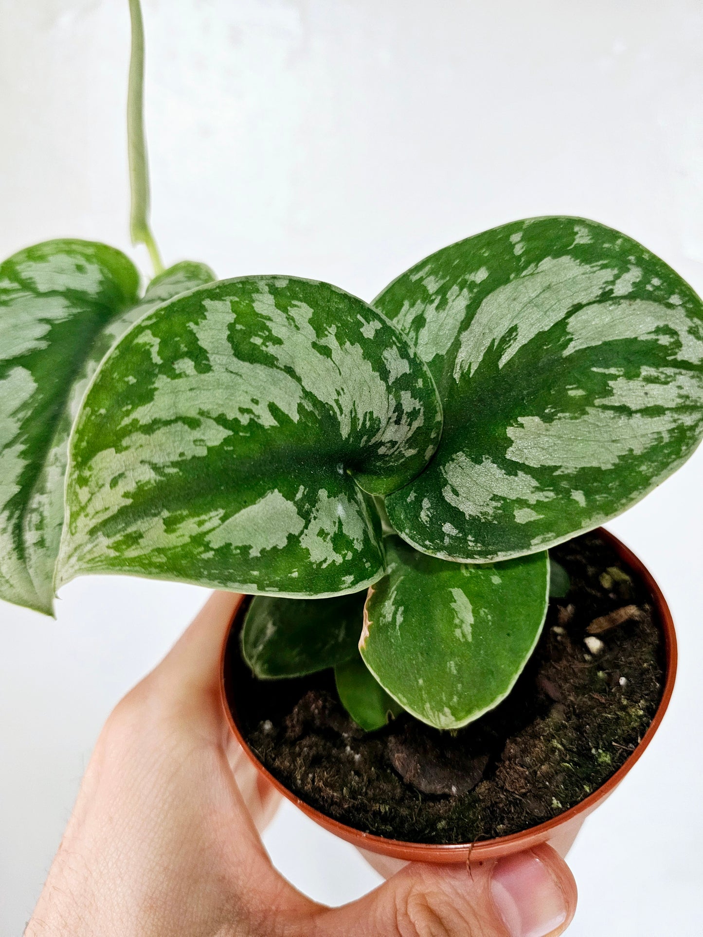 Scindapsus Exotica 4"