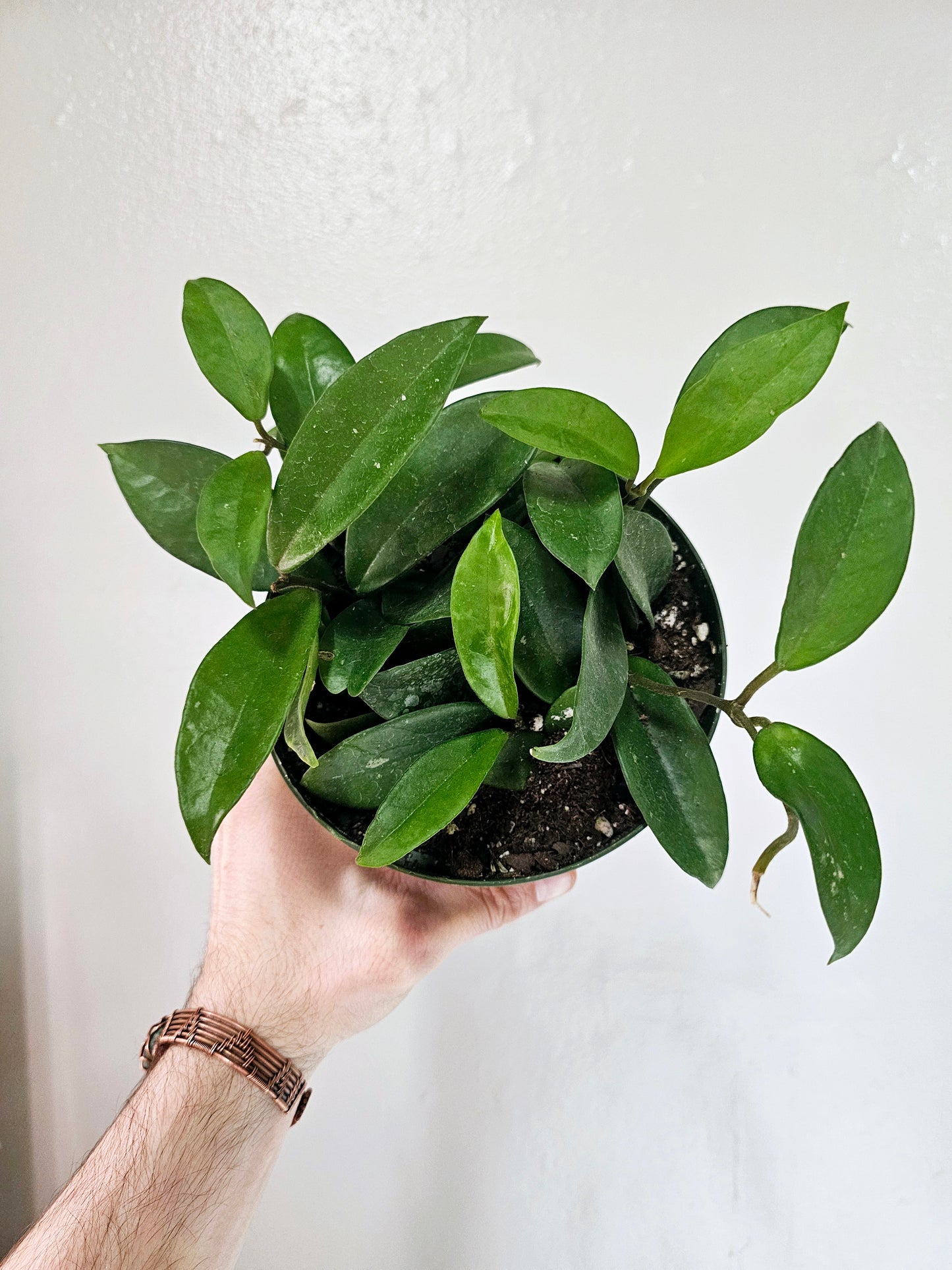 Hoya Carnosa 6"