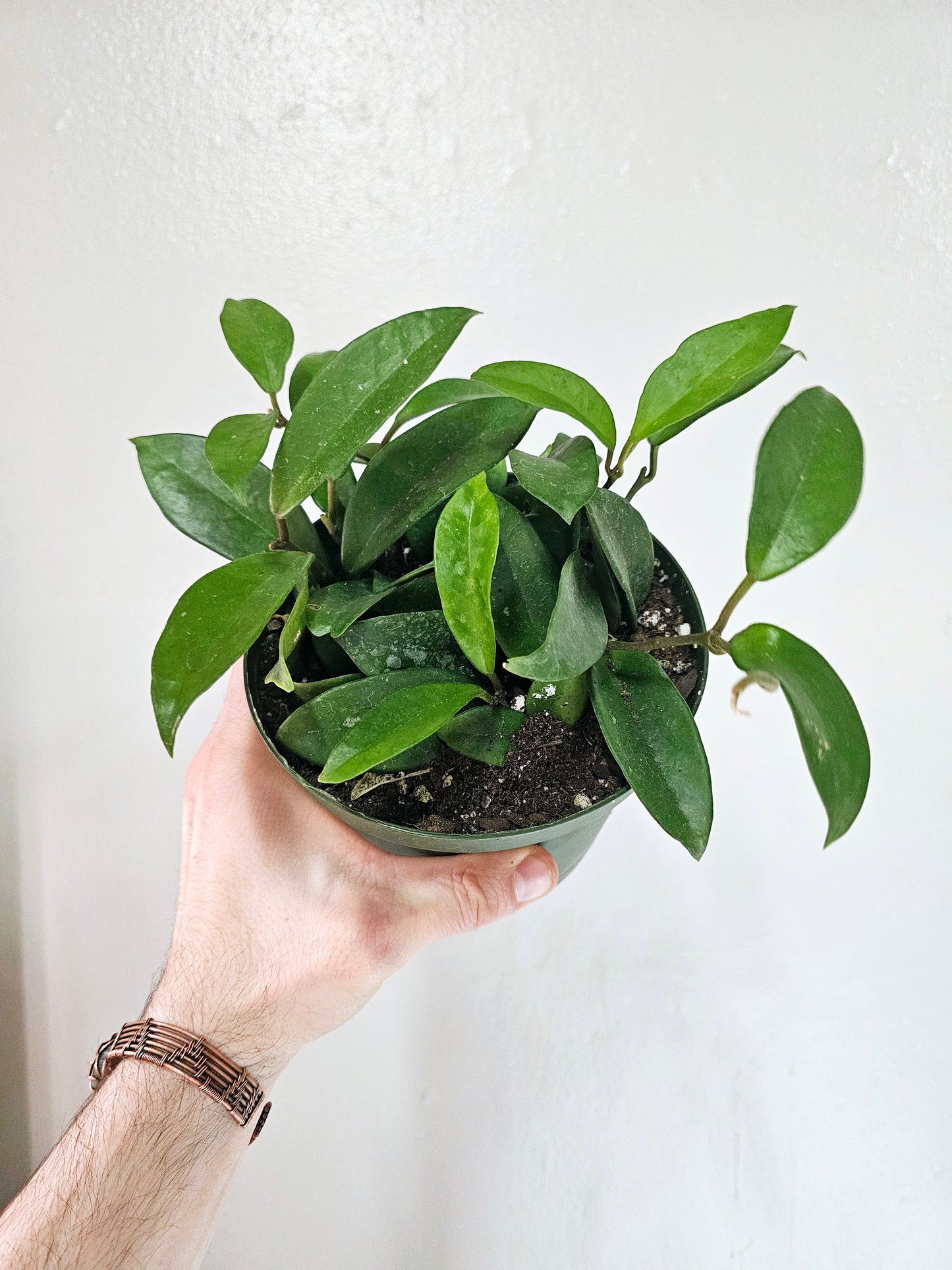 Hoya Carnosa 6"