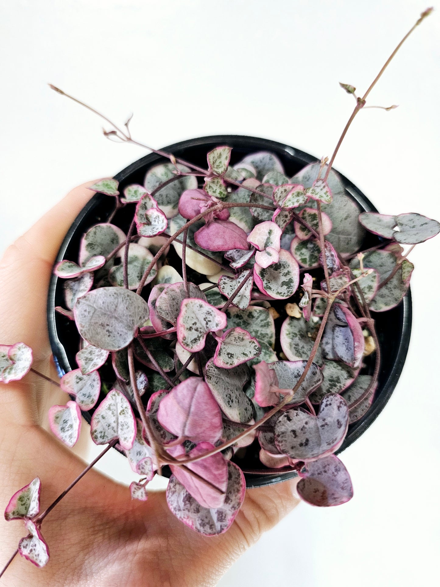 Ceropegia Variegated String of Hearts 4"