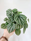 Peperomia 'Frost' 4"