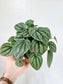 Peperomia 'Frost' 4"