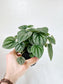 Peperomia 'Frost' 4"