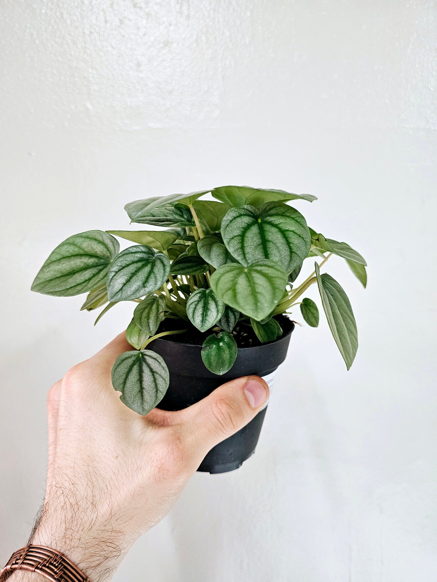 Peperomia Frost 4"
