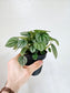 Peperomia 'Frost' 4"