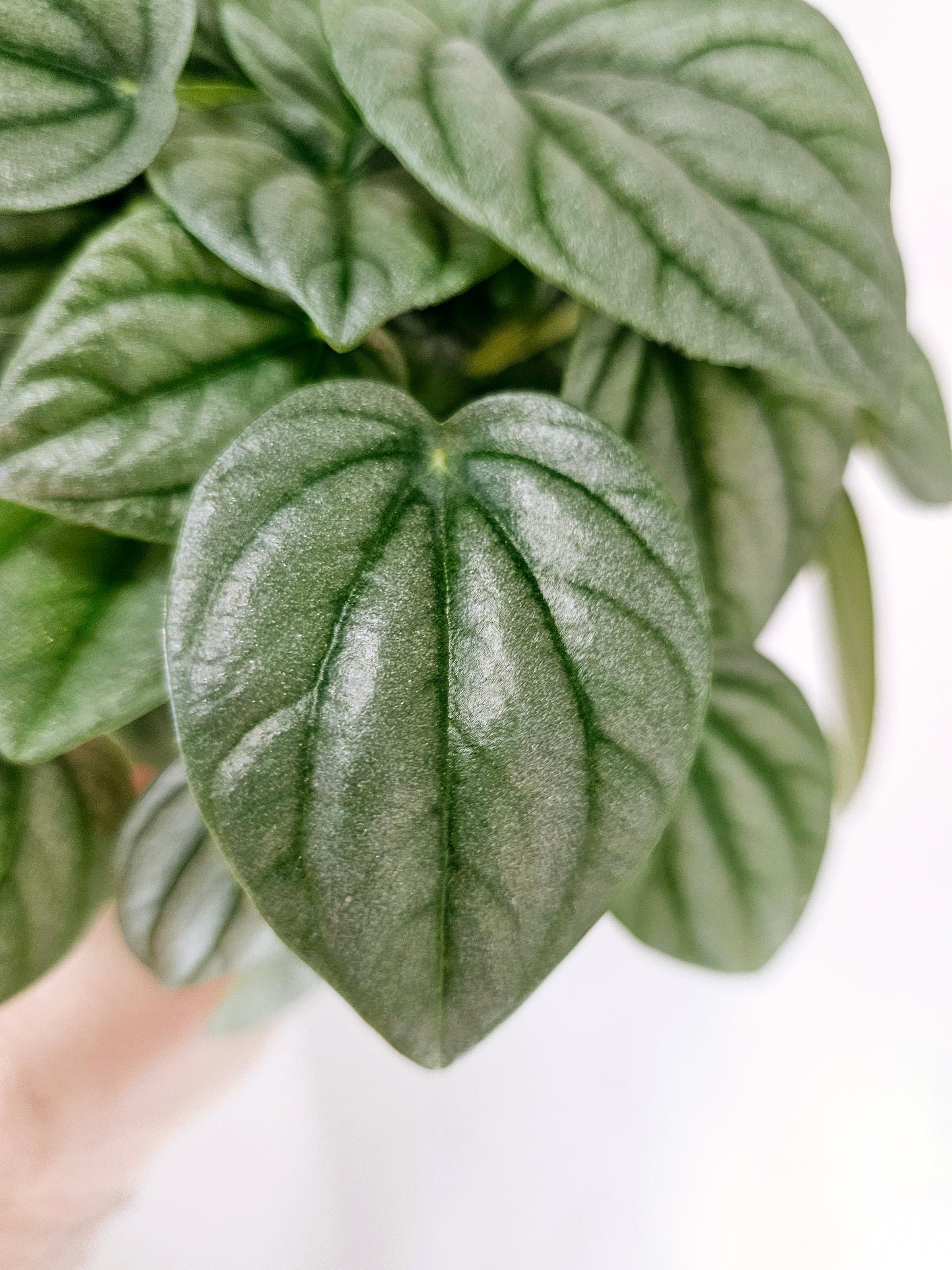 Peperomia Frost 4"