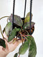 Hoya Waymaniae 4" HB