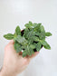 Fittonia albivenis 'White Angel' 4"