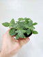 Fittonia albivenis 'White Angel' 4"