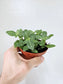 Fittonia albivenis 'White Angel' 4"
