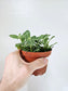 Fittonia albivenis 'White Angel' 4"