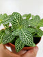 Fittonia albivenis 'White Angel' 4"