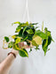 Philodendron Brasil 4.5" HB