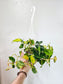 Philodendron Brasil 4.5" HB
