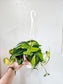 Philodendron Brasil 4.5" HB