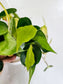 Philodendron Brasil 4.5" HB