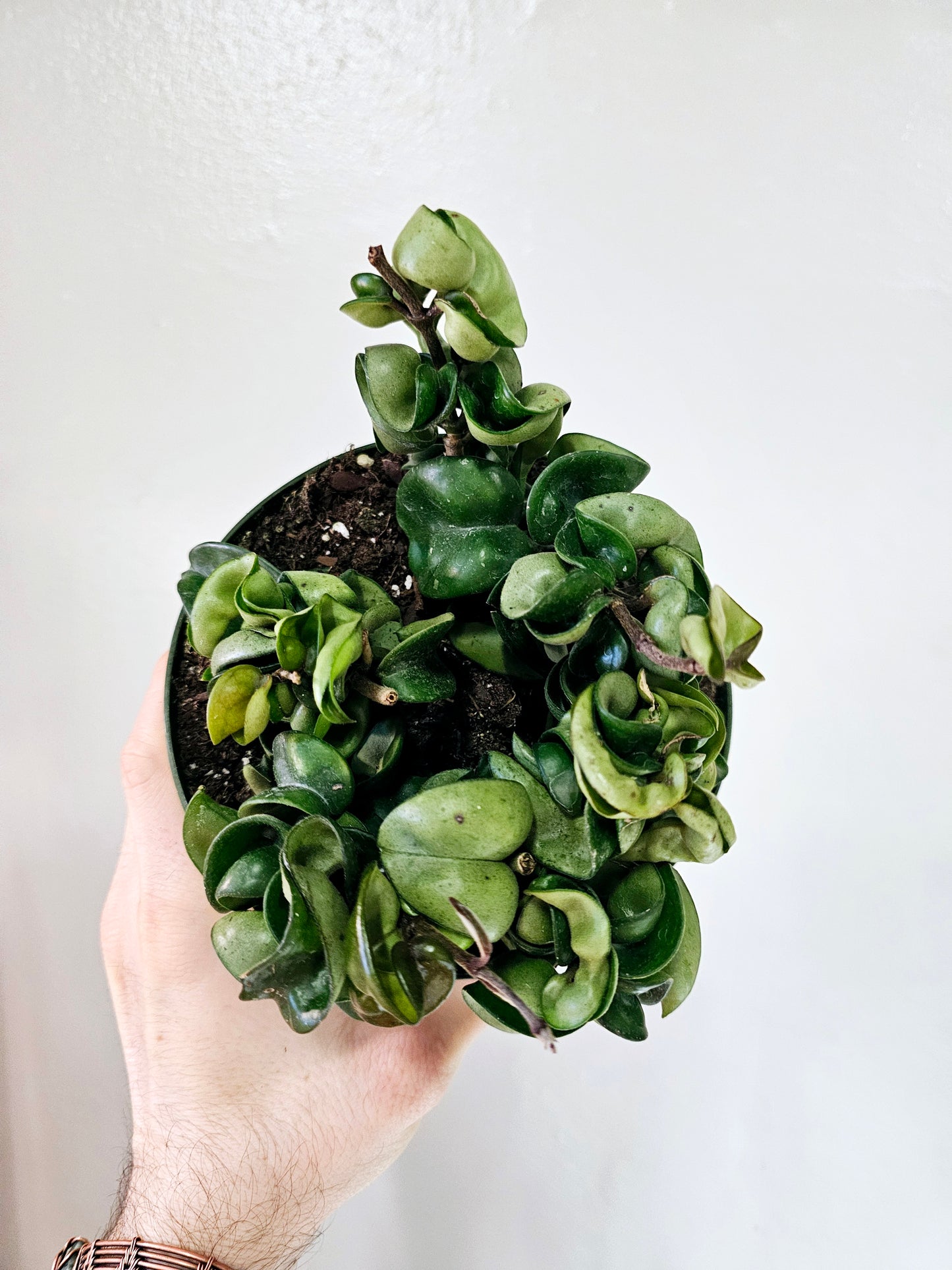 Hoya Carnosa Compacta Rope 6"