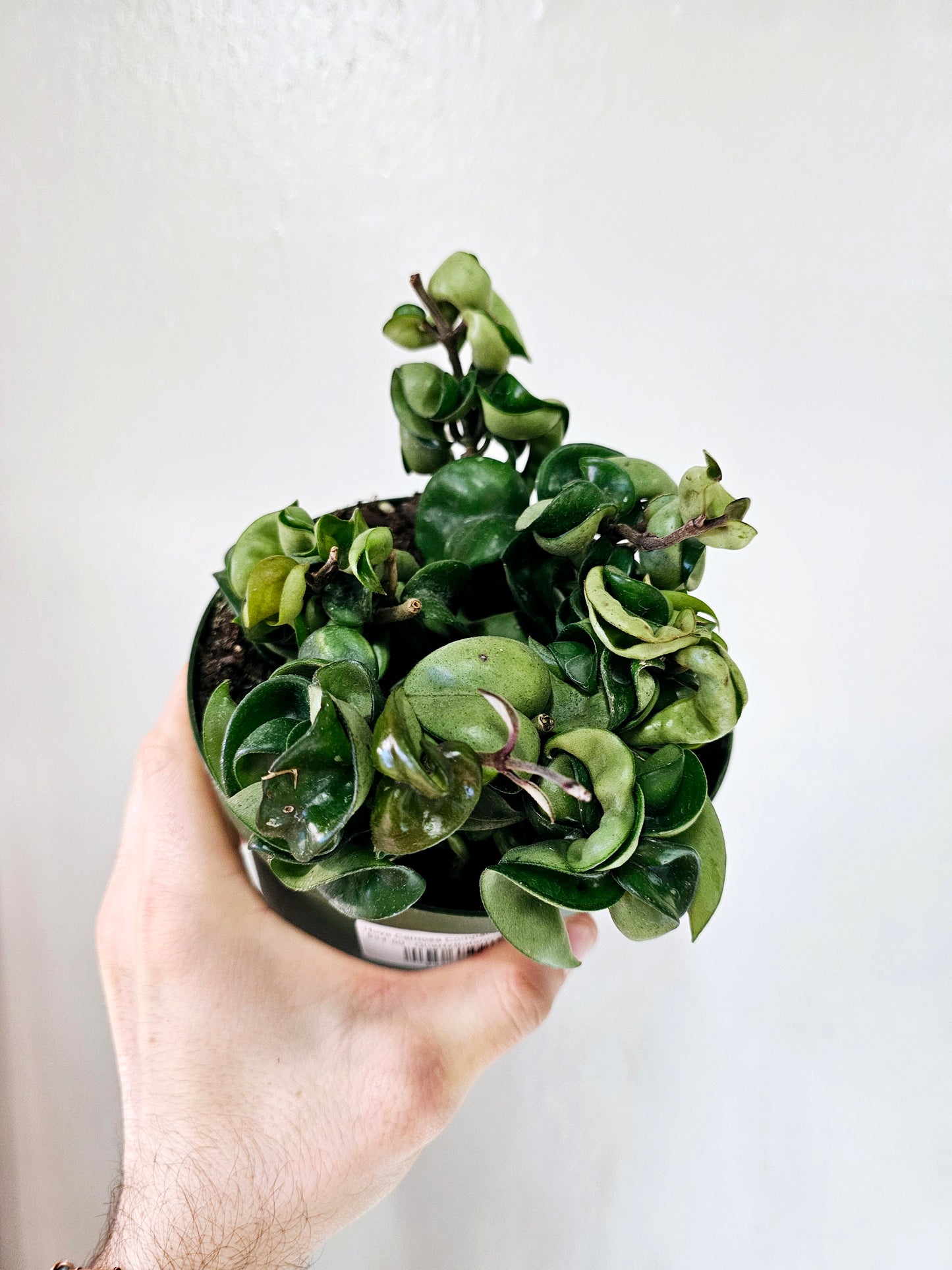 Hoya Carnosa Compacta Rope 6"