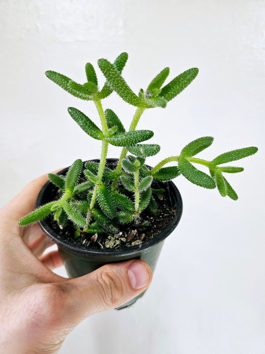 Delosperma Echinatum Pickle Plant 4"