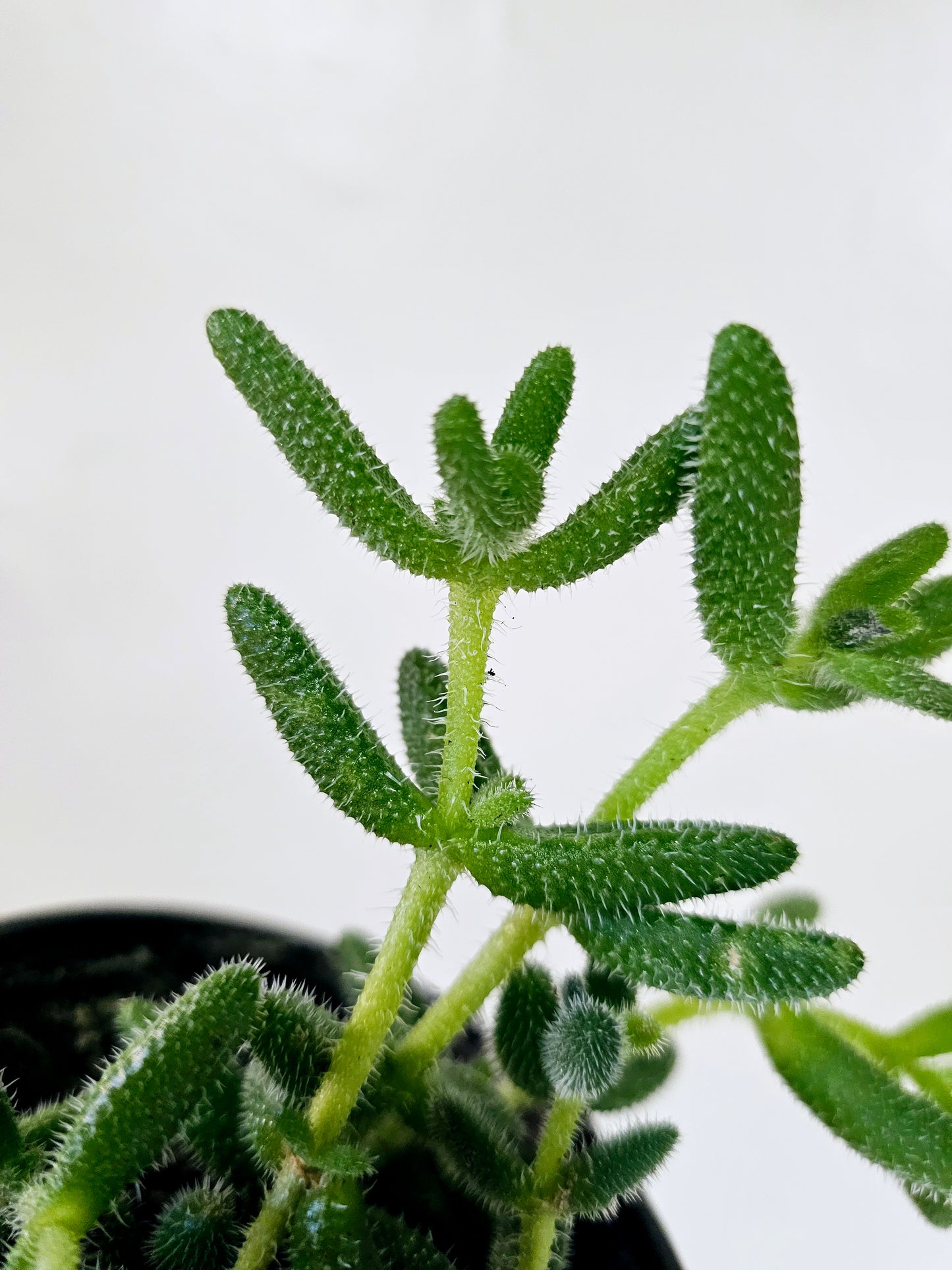 Delosperma Echinatum Pickle Plant 4"