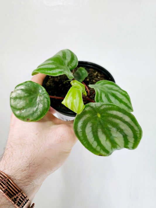 Peperomia Argyreia Watermelon 4"