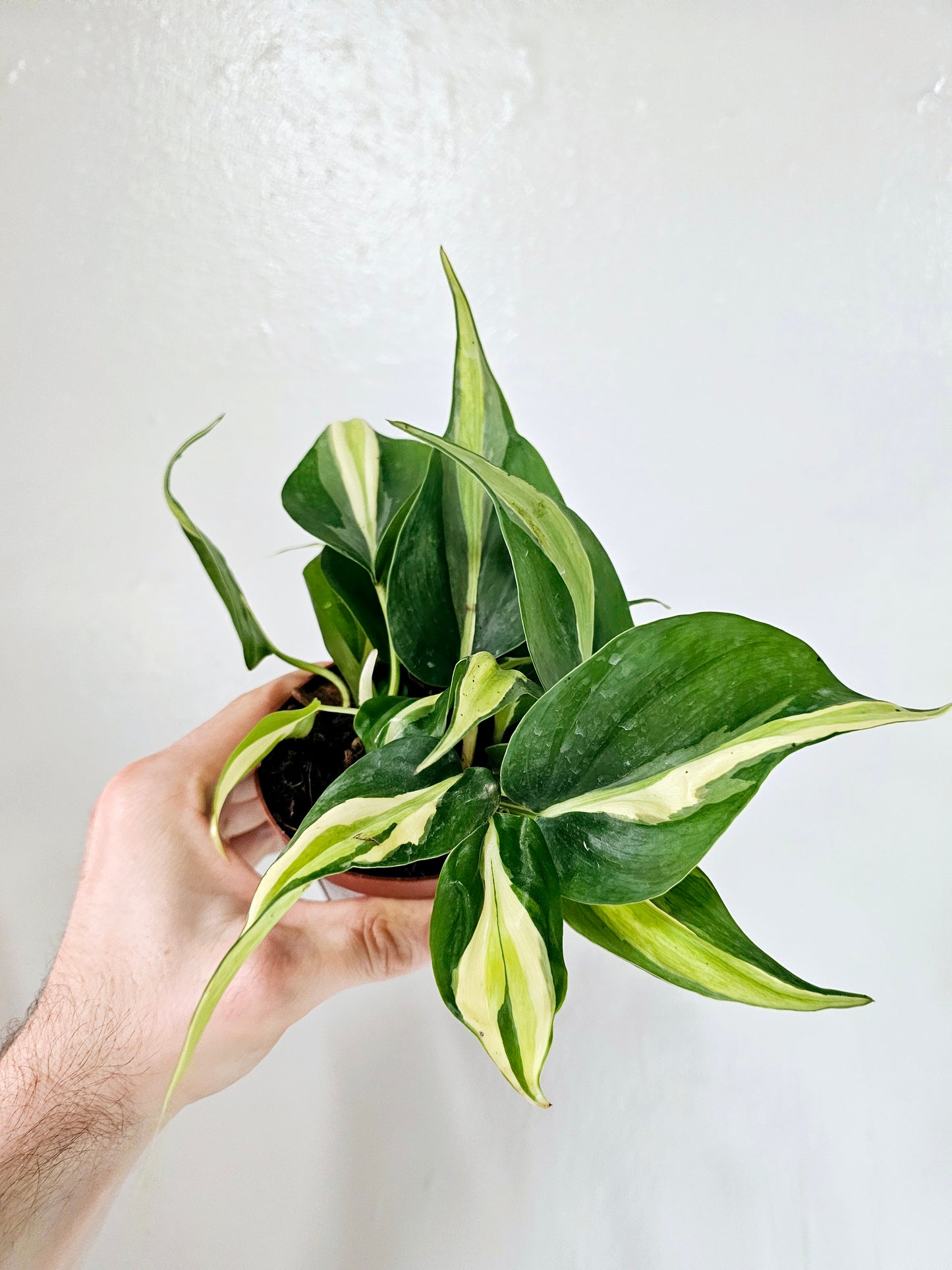 Philodendron Silver Stripe 4"