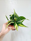 Philodendron Silver Stripe 4"