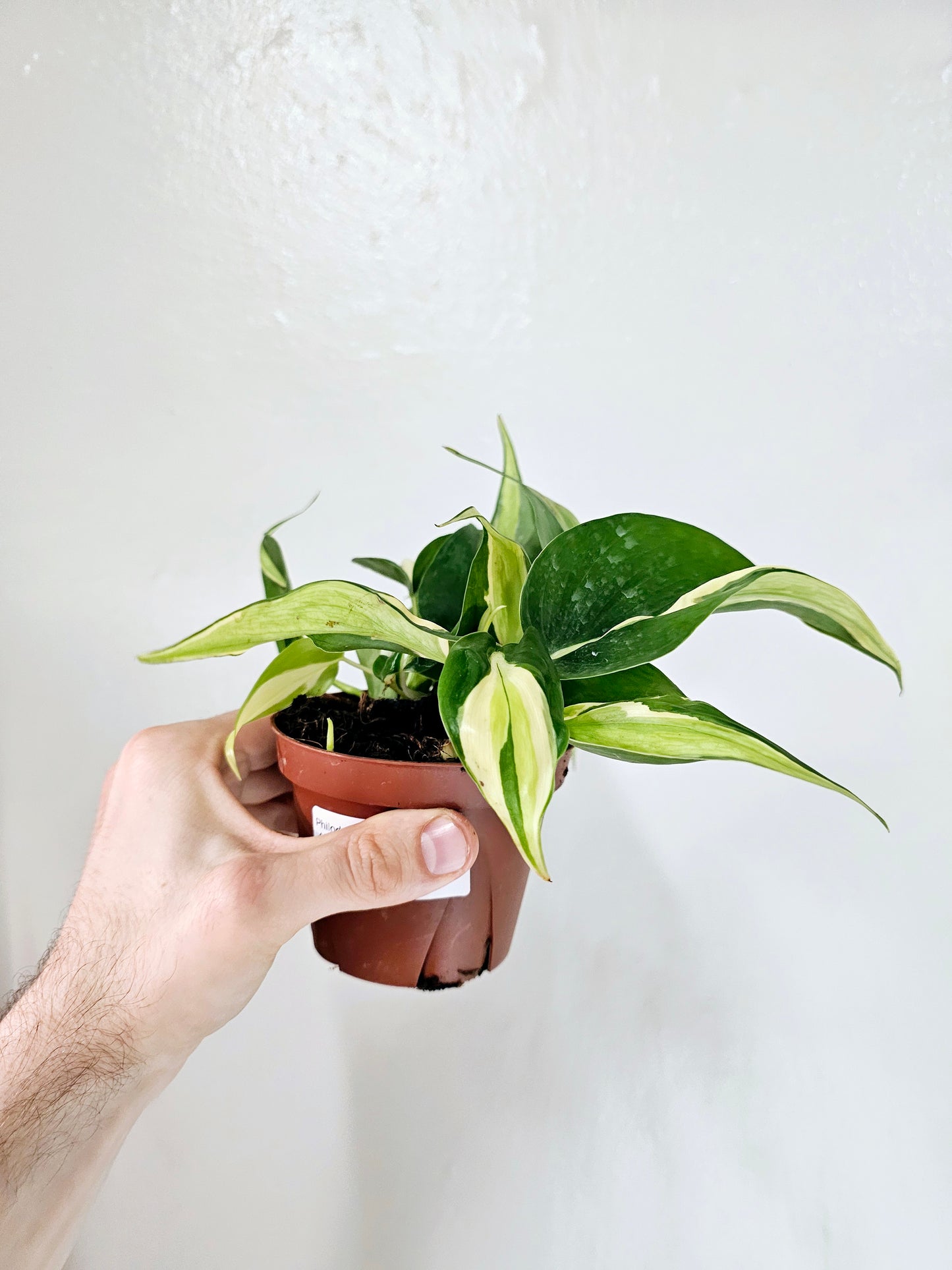 Philodendron Silver Stripe 4"