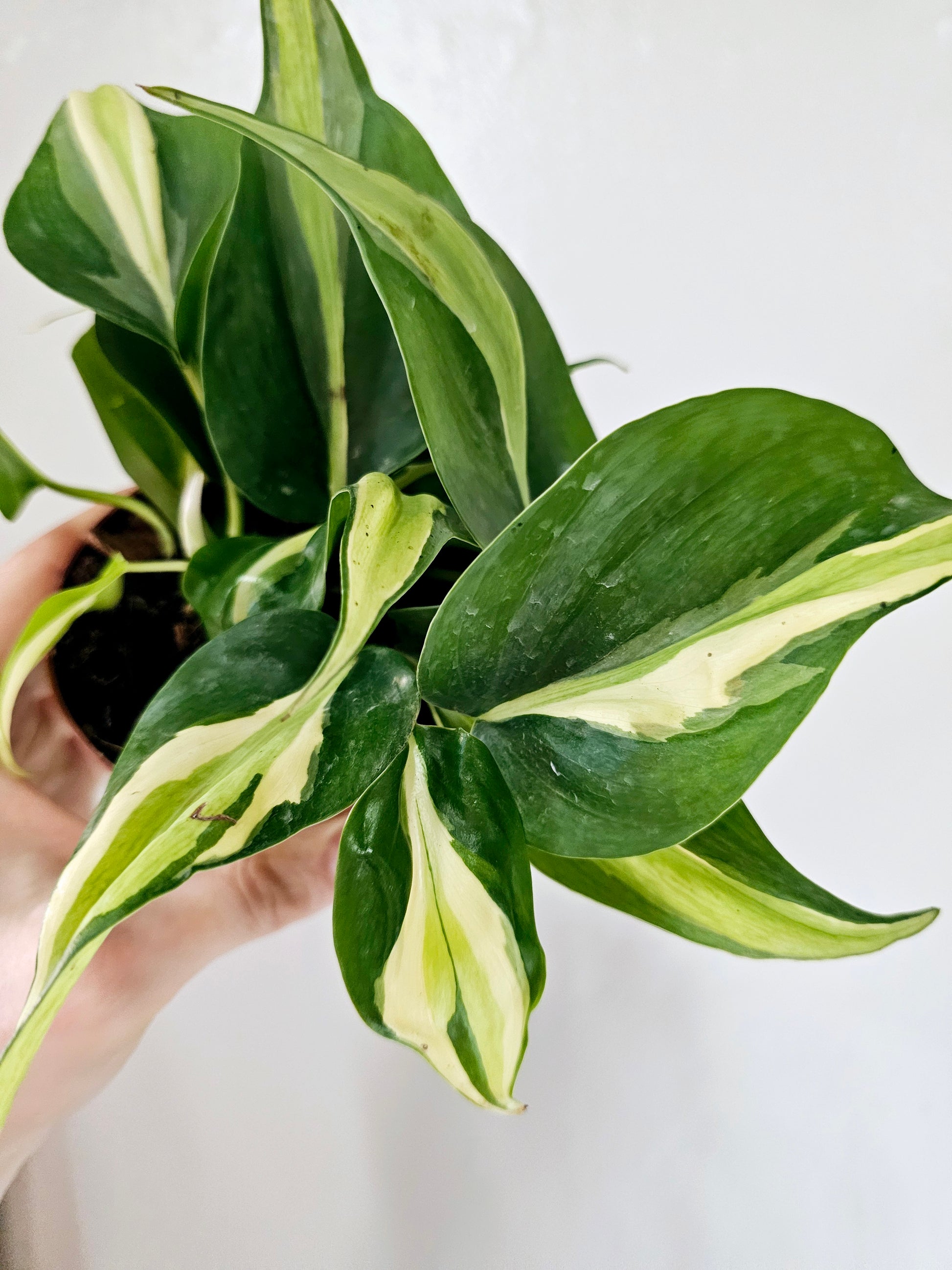 philodendron hederaceum silver stripe Philodendron hederaceum 'Silver Stripe' 4" – Quartz Botanicals