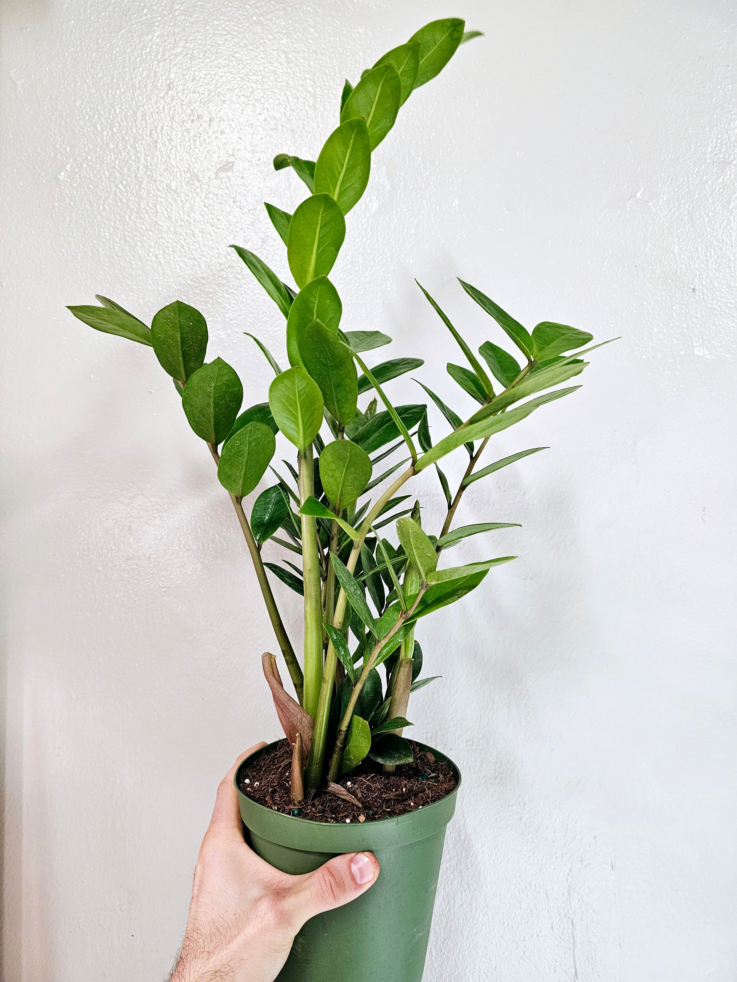 Zamioculcas Zamiifolia Zz 6