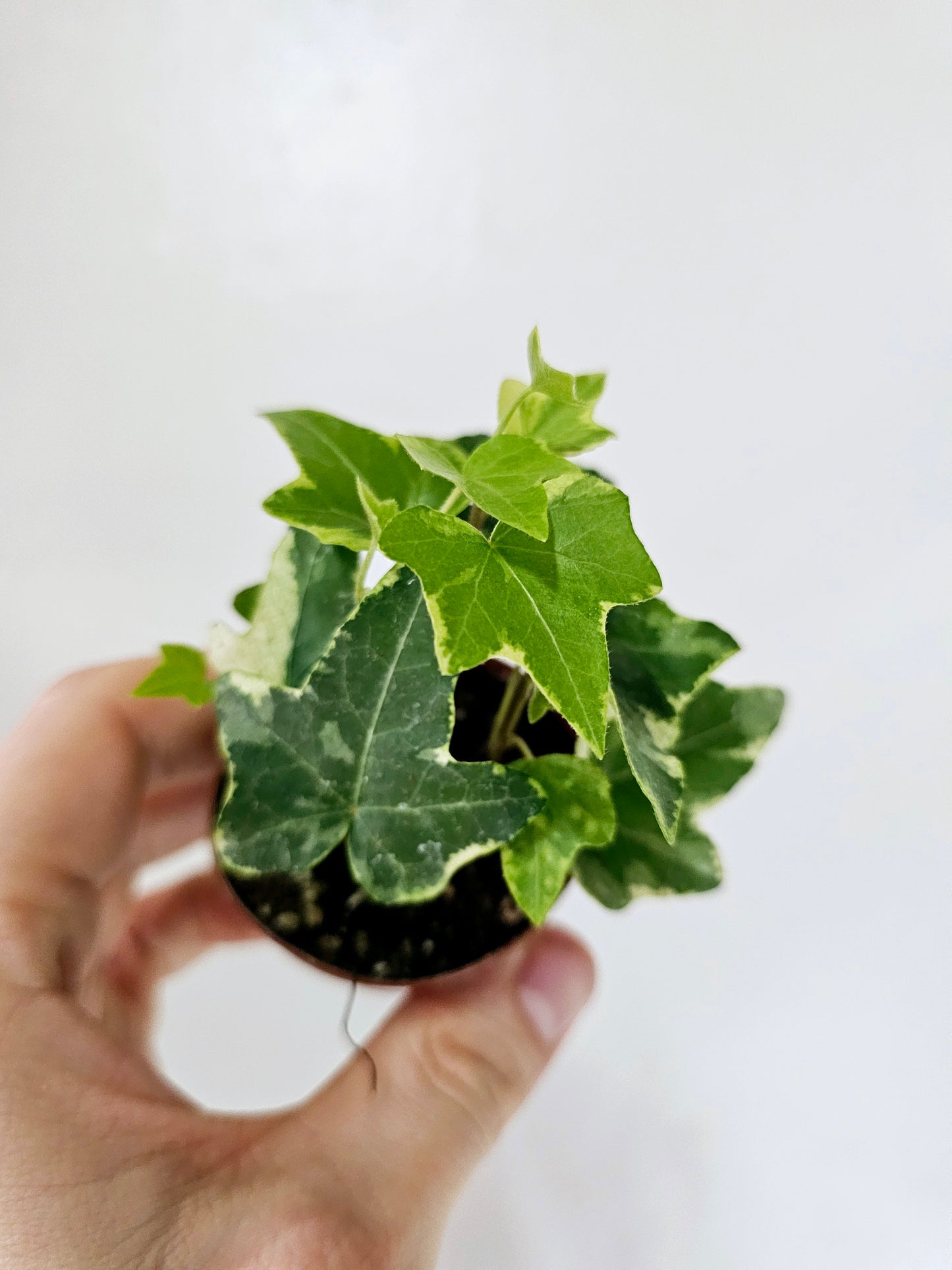 Hedera Helix Variegated English Ivy 2"