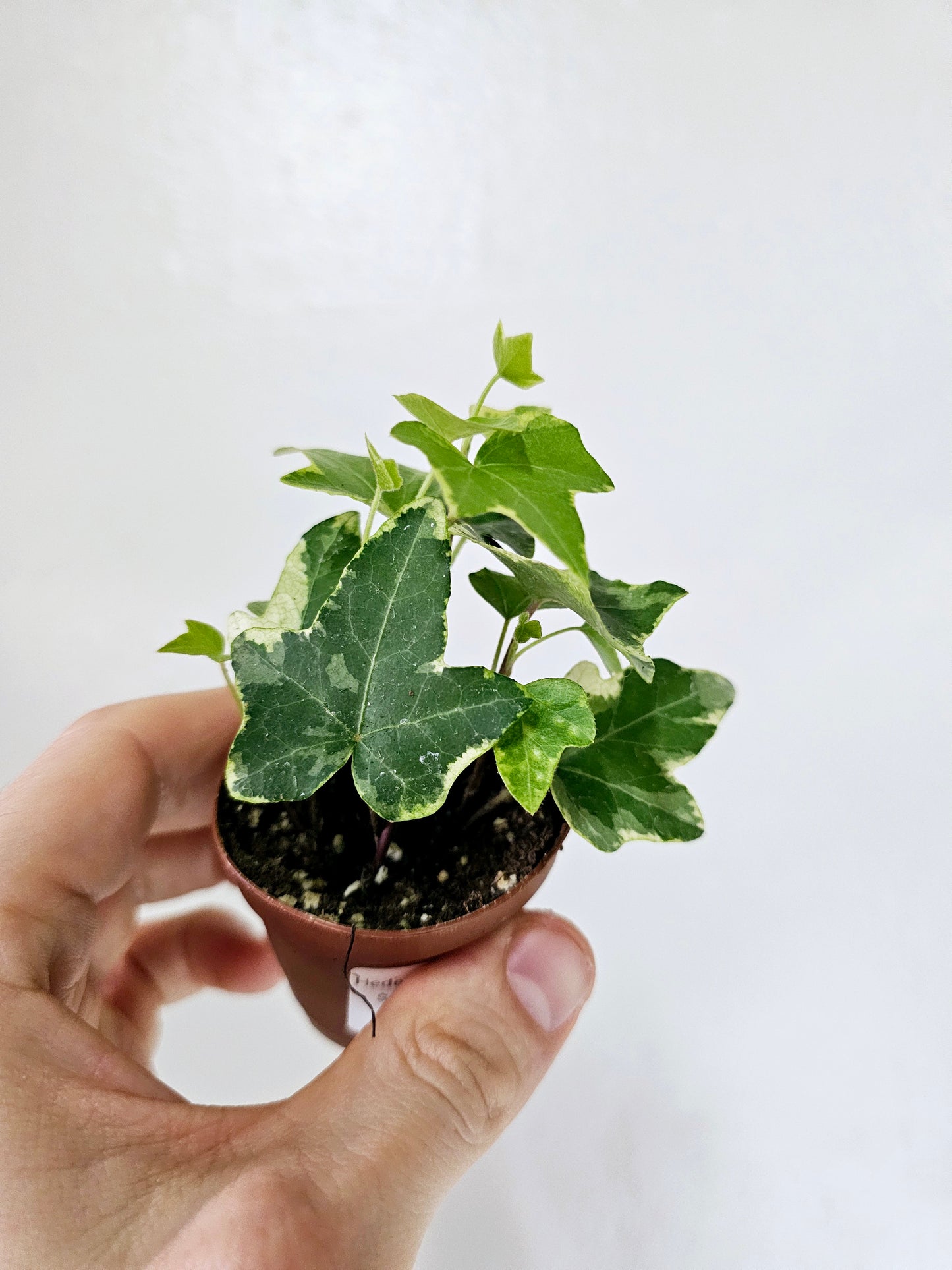 Hedera Helix Variegated English Ivy 2"