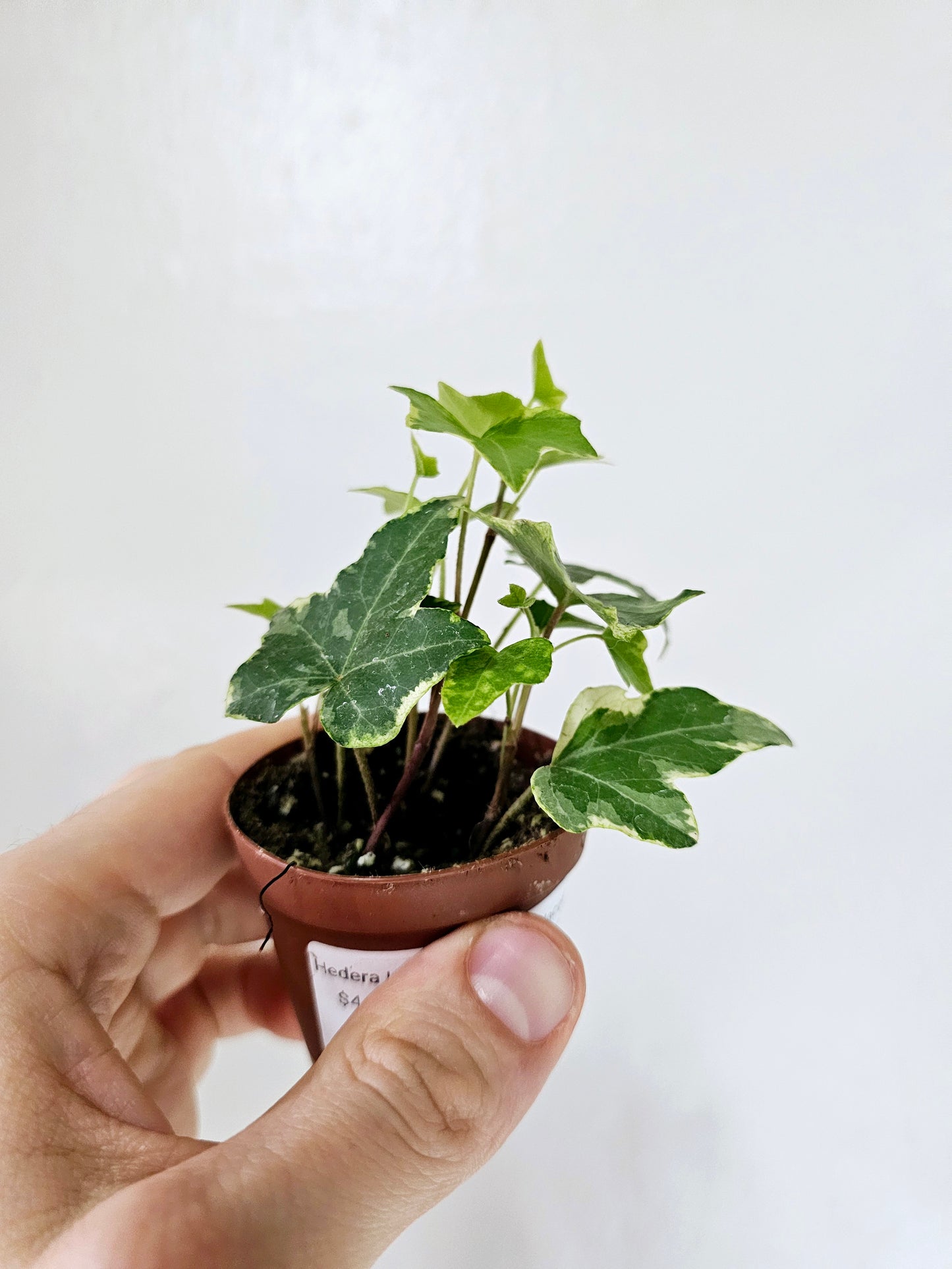 Hedera Helix Variegated English Ivy 2"