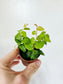 Ficus pumila Creeping Fig 2"
