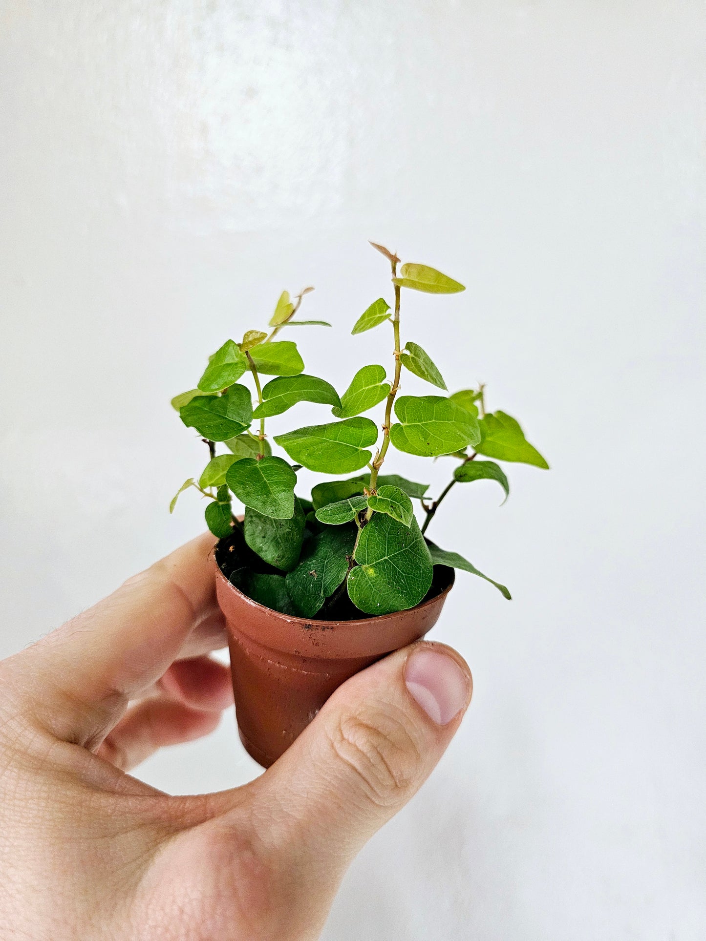 Ficus pumila Creeping Fig 2"