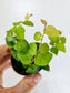 Ficus pumila Creeping Fig 2"