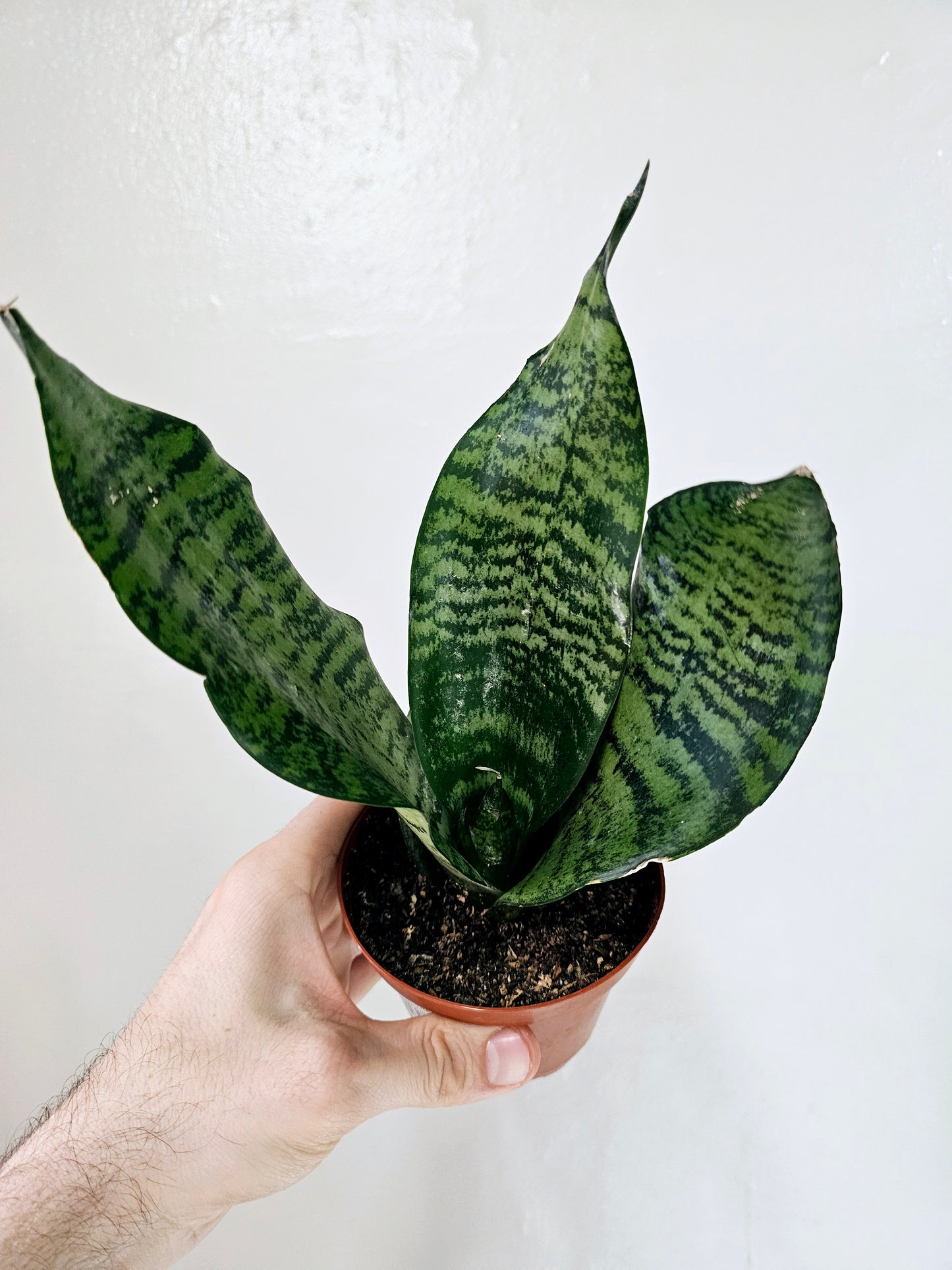 Sansevieria Wintergreen 4"